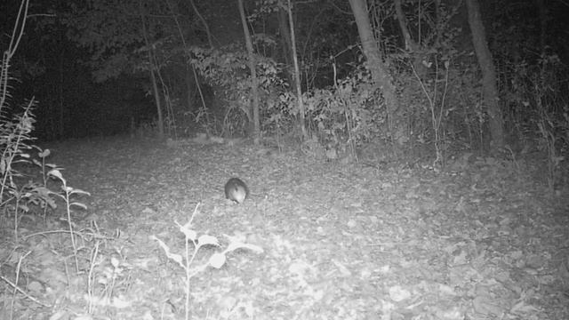 Tree Rats смотреть онлайн