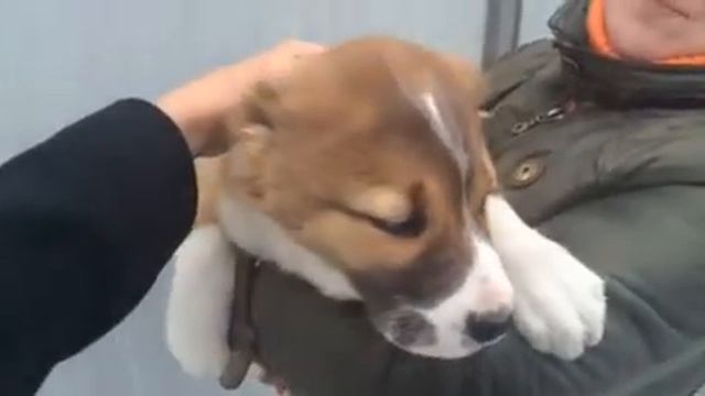 Розочка 2 мес смотреть онлайн