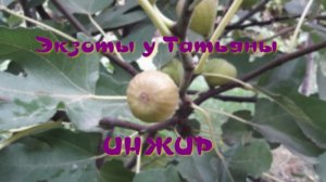 Инжир Карликовый. Инжир Брунсвик.