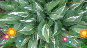Хоста гибридная Снейк айс. Краткий обзор, описание характеристик hosta snake eyes