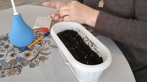 Выращивание Ялтинского лука из семян  Посев чернушки  Сезон 2023 год