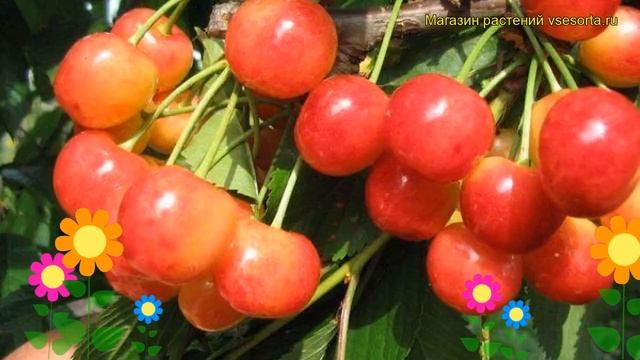 Черешня Розовый жемчуг. Краткий обзор, описание характеристик prunus avium Rozovyy zhemchug