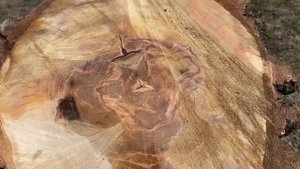 Колода для колки дров из ольхи своими руками