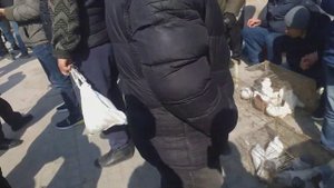 Самарканд кабутар ва каклик пабугай канарейка бозори