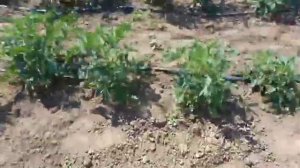 Помидоры Асвон F1 – Ранний, Херсонская область