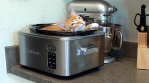 Кошачья логика, которую не дано понять человеку