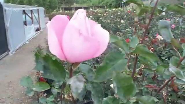 Rose Queen Elizabeth.mov смотреть онлайн
