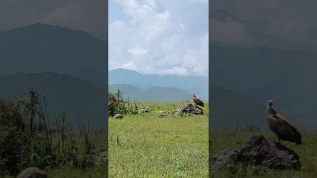 белоголовый СИП горах Армении смотреть онлайн