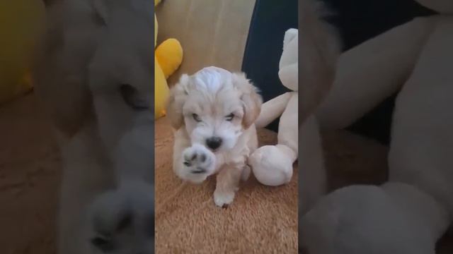 Мальтипу Ф1 💖 Нашёл свою семью 💕 #мальтипу#собачка#maltipoo#продажащенков#мальтипумини#щенок#купить