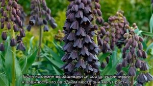 Цветок рябчик: посадка и уход после цветения