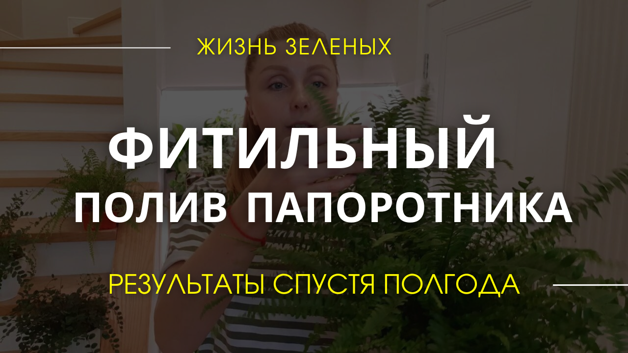 Папоротник на фитильном поливе. Как ухаживать за папоротником нефролеписом #дом #уют #цветыдлядома