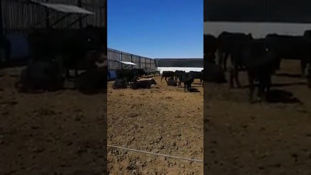 коровы породы Абердин Ангус смотреть онлайн