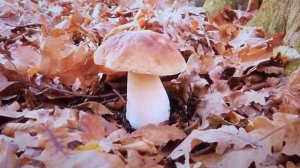 Литературная страница. Стихи об осени.