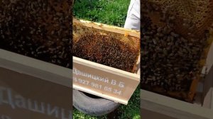 Собираем пчелопакеты