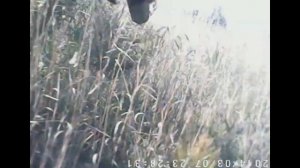 Охота с собакой на куропатку и Hatsan 125