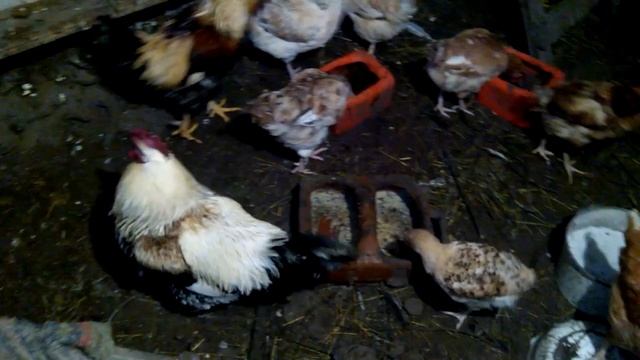 Обзор петуха из клетки. смотреть онлайн