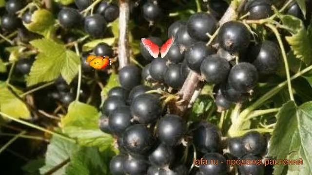 Смородина черная Катюша (ribes nigrum katiusha) ? Катюша обзор: как сажать, саженцы смородины Катюш смотреть онлайн