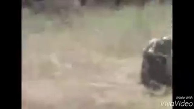 Обезьяны сбегают на кабане мото звук смотреть онлайн