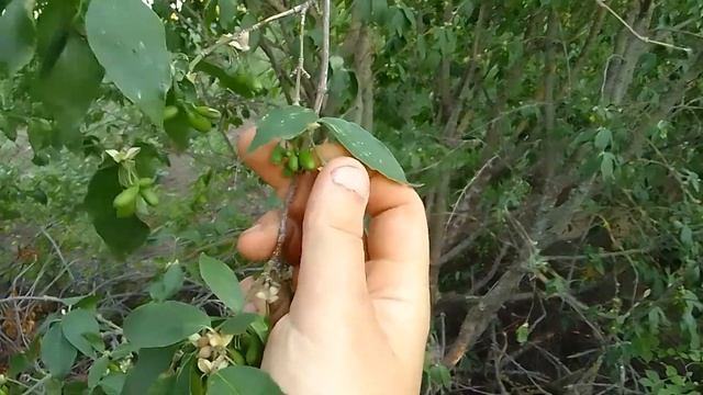 Кизил треба полити. Мало вологи в грунті смотреть онлайн