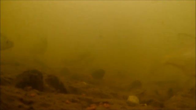 Сорожка и густёрка на мормышку со льда. Подводные съемки. смотреть онлайн