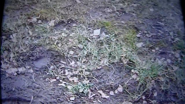 У Чернігові розцвіла примула--- біля поліклініки..28 січня 2020 року смотреть онлайн