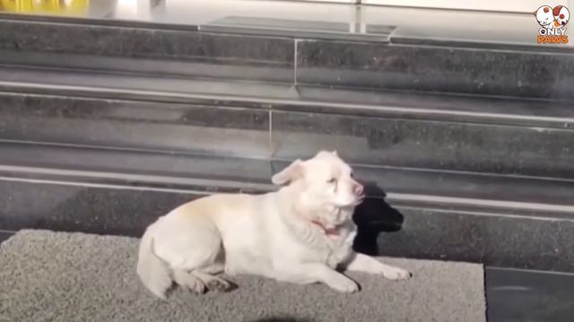 Der Hund wartete fast eine Woche lang vor der Tür des Krankenhauses auf seinen Besitzer смотреть онлайн