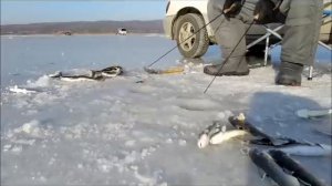 Навага на махалки в Тавричанке. 21.12.2020.