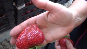 КЛУБНИКА КЛЕРИ удивила , а ДЖОЛИ восхитила