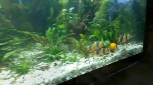 Боция клоун Новый дом