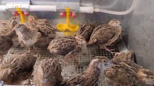 Завёл перепелят/4-х недельные перепелята