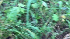 Грибы. Катон - Карагай. Южный Алтай.