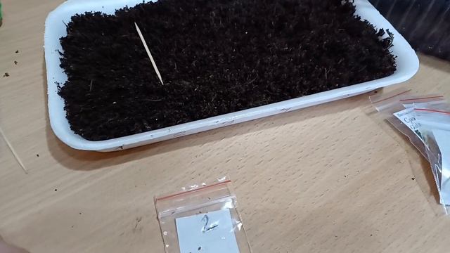 ПОСЕВ ВИОЛА АМПЕЛЬНАЯ КУЛ ВЕЙВ НА РАССАДУ🌺 #виола #кулвейв#семена#цветы смотреть онлайн