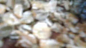 Плющелка зерна