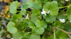 Цимбалярия постенная - почвопокровное и ампельное растение в моем саду