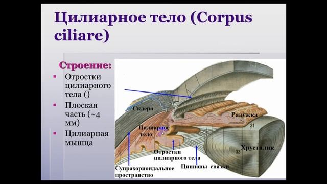 Анатомия органов зрения смотреть онлайн