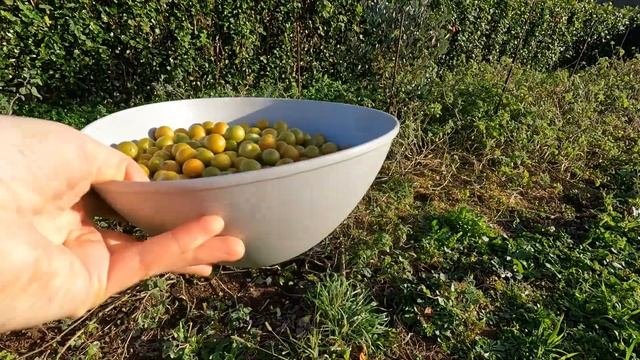 физалис земляничный