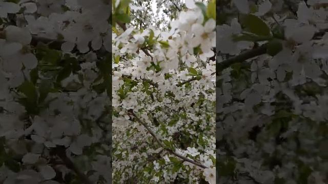 шмель на цветущем дереве собирает мед работает дерево очень пахнет мед