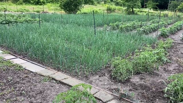 Про лук из Италии. смотреть онлайн