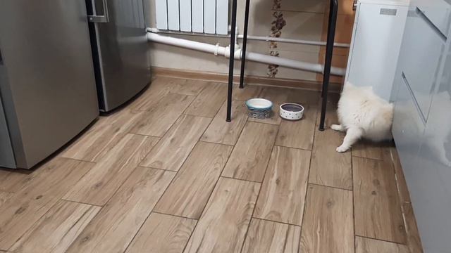 У шпица пуля в голове смотреть онлайн