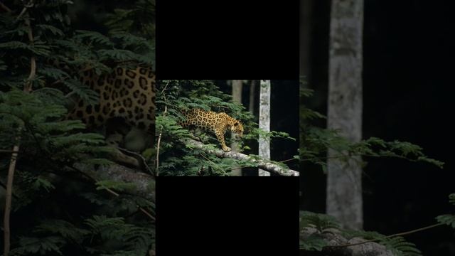 Interesting Facts About Jaguar - ANIMALS #shorts