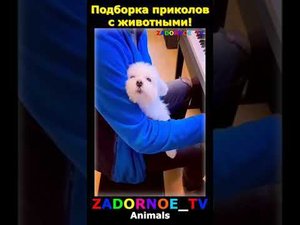 Подборка приколов про животных №135