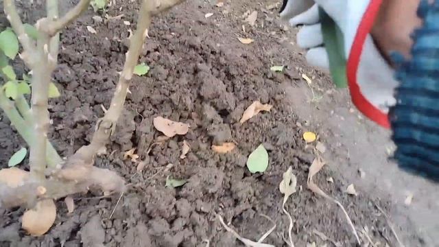 Обрезка Роз и укрытие на зиму. смотреть онлайн