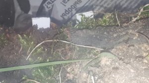 Муравьиная ферма своими руками. Без матки, но с яйцами