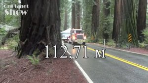 ТОП 10 САМЫХ ВЫСОКИХ ДЕРЕВЬЕВ В МИРЕ