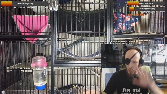 (Росс) Не кормите диких пасюков! ? Помощь животным в дикой природе. За и против. ?Проблемы приюта. смотреть онлайн