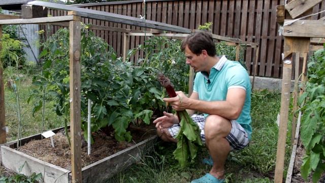 Результат эксперимента Свёкла уплотняющая посадка между ПОМИДОРАМИ ! смотреть онлайн