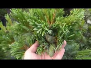 Сосна мелкоцветковая "Бергман"  Pinus parviflora "Bergman"