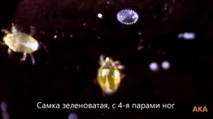 Polyphagotarsonemus latus - оранжерейный прозрачный клещ