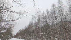 Охота с Добычем 21 11 2022  Дорожник