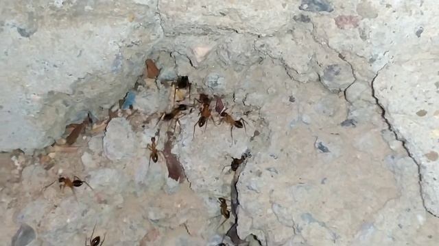 Поймал Много Египетских Муравьев! #ШОТАГДЕТА // Матки Trichomyrmex! смотреть онлайн